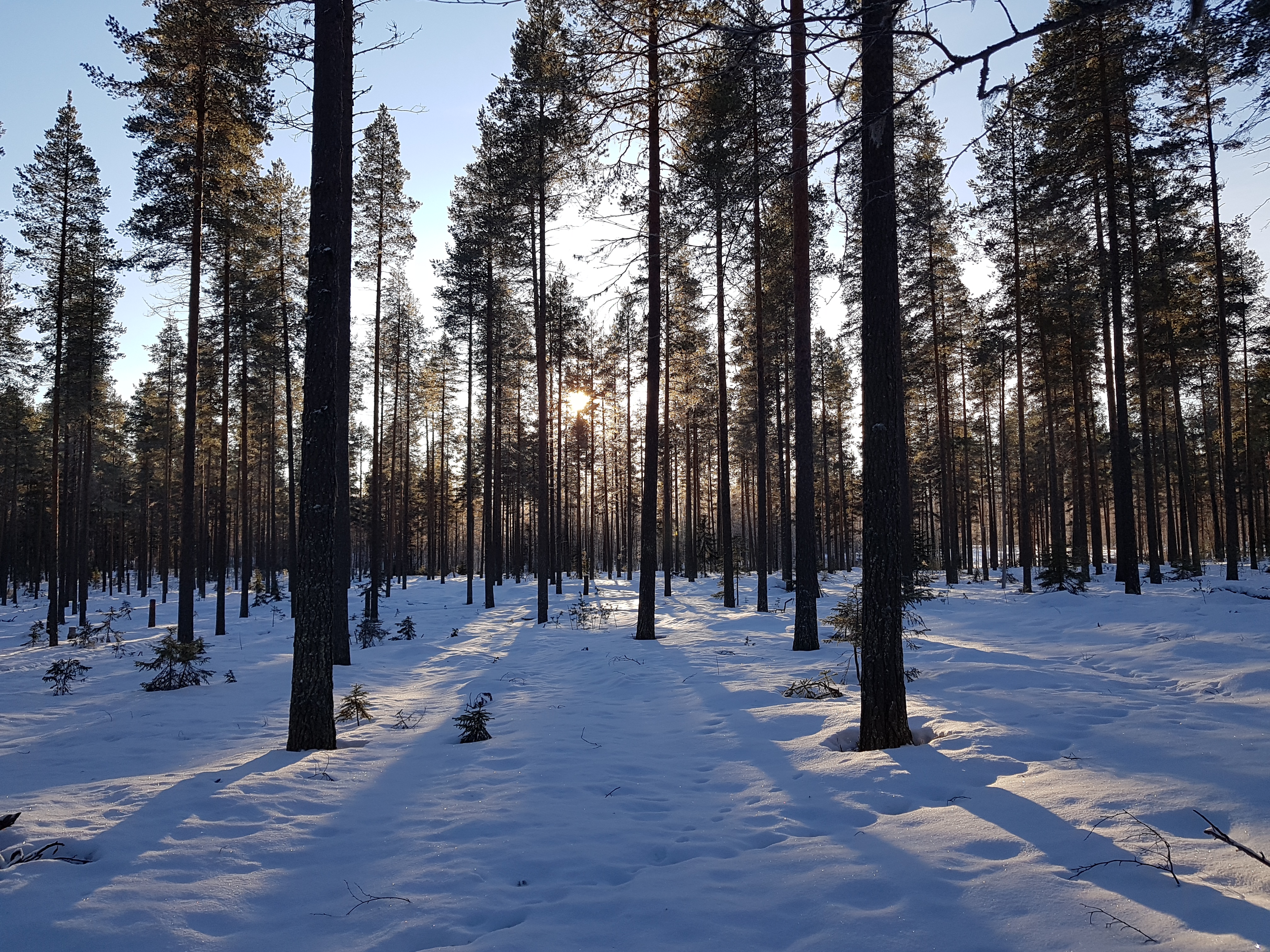 Skog snötäckt mark